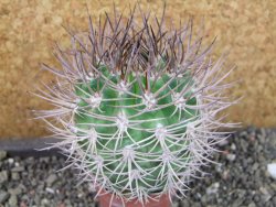Pyrrhocactus bulbocalyx, pot 5,5 cm - 12405173
