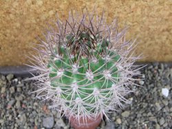 Pyrrhocactus bulbocalyx, pot 5,5 cm