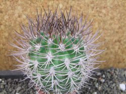 Pyrrhocactus bulbocalyx, pot 5,5 cm - 12405175