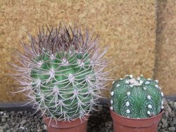 Pyrrhocactus bulbocalyx, pot 5,5 cm - 12405176