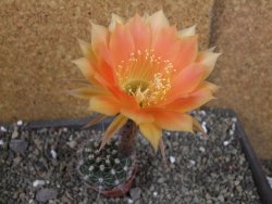 Echinopsis hybrid pot 5,5 cm - 12405214