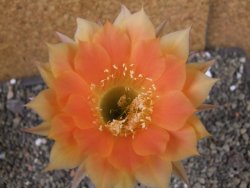 Echinopsis hybrid pot 5,5 cm