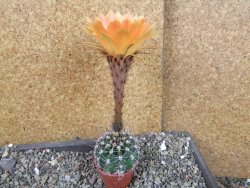 Echinopsis hybrid pot 5,5 cm - 12405216