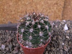 Echinopsis hybrid pot 5,5 cm - 12405217