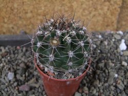 Echinopsis hybrid pot 5,5 cm - 12405218