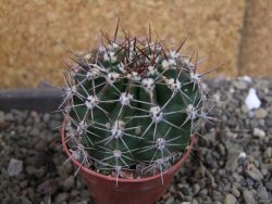 Echinopsis hybrid pot 5,5 cm - 12405219