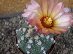 Astrophytum  asterias X oibo red flower, akabana, pot 6,5 cm