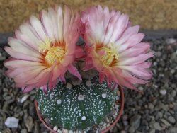 Astrophytum  asterias X oibo red flower, akabana, pot 5,5 cm - 12405186