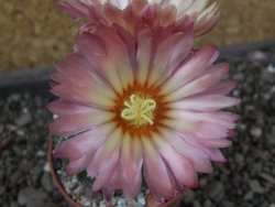Astrophytum  asterias X oibo red flower, akabana, pot 5,5 cm - 12405187