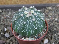 Astrophytum  asterias X oibo red flower, akabana, pot 5,5 cm - 12405188
