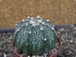 Astrophytum  asterias X oibo red flower, akabana, pot 5,5 cm - 12405189