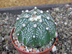 Astrophytum  asterias X oibo red flower, akabana, pot 5,5 cm - 12405190