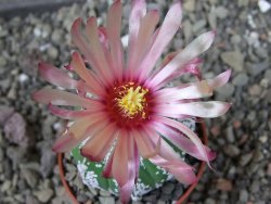 Astrophytum  Super Kabuto X červený red flower, akabana, pot 5,5 cm - 12405192