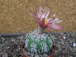 Astrophytum  Super Kabuto X červený red flower, akabana, pot 5,5 cm - 12405193