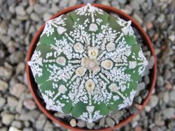 Astrophytum  Super Kabuto X červený red flower, akabana, pot 5,5 cm - 12405194