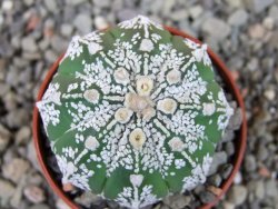 Astrophytum  Super Kabuto X červený red flower, akabana, pot 5,5 cm - 12405195