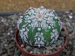 Astrophytum  Super Kabuto X červený red flower, akabana, pot 5,5 cm - 12405196