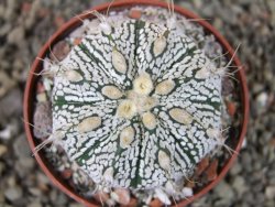 Astrophytum  Super Kabuto X červený red flower, akabana, pot 6,5 cm - 12405201
