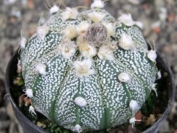 Astrophytum  crassispinoides X red červený květ, akabana, pot 5,5 cm - 12405207