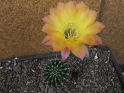Echinopsis hybrid pot 7 cm - 12405227