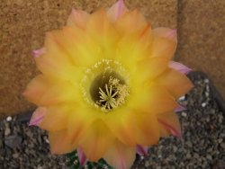 Echinopsis hybrid pot 7 cm
