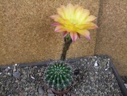 Echinopsis hybrid pot 7 cm - 12405229