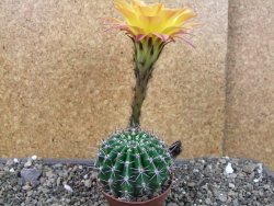 Echinopsis hybrid pot 7 cm - 12405230