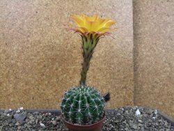 Echinopsis hybrid pot 7 cm - 12405231