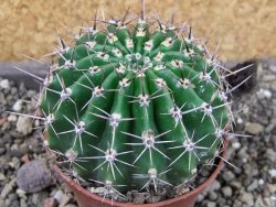 Echinopsis hybrid pot 7 cm - 12405232