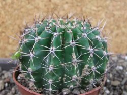 Echinopsis hybrid pot 7 cm - 12405233