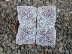 Astrophytum Onzuko pot 5,5 cm - 12405234