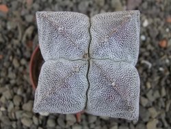 Astrophytum Onzuko pot 5,5 cm - 12405235
