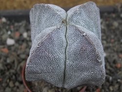 Astrophytum Onzuko pot 5,5 cm - 12405236