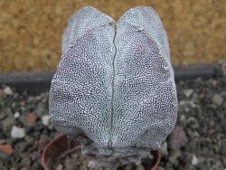 Astrophytum Onzuko pot 5,5 cm