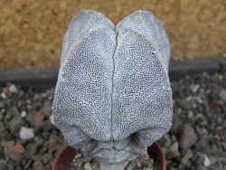 Astrophytum Onzuko pot 5,5 cm - 12405238
