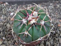 Echinocactus horizonthalonius RS 1038 La Trinidad, SLP pot 5,5 cm - 12405239