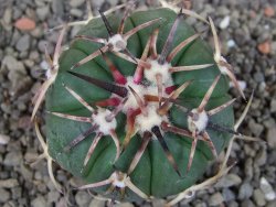 Echinocactus horizonthalonius RS 1038 La Trinidad, SLP pot 5,5 cm - 12405240