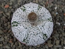 Astrophytum Super Kabuto pot 5,5 cm - 12405244