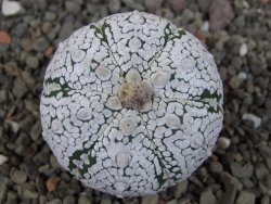 Astrophytum Super Kabuto pot 5,5 cm - 12405248
