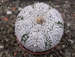 Astrophytum Super Kabuto pot 5,5 cm - 12405249
