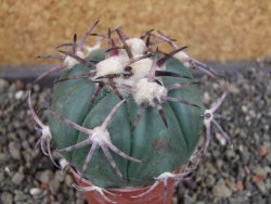 Echinocactus horizonthalonius pot 5,5 cm - 12405253