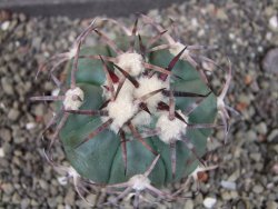 Echinocactus horizonthalonius pot 5,5 cm - 12405255