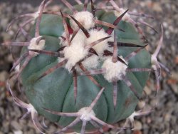 Echinocactus horizonthalonius pot 5,5 cm