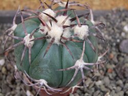 Echinocactus horizonthalonius pot 5,5 cm - 12405257