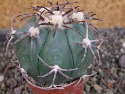 Echinocactus horizonthalonius pot 5,5 cm - 12405258