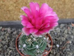 Gymnocalycium denudatum Jan Šuba, pot 5,5 cm - 12405259