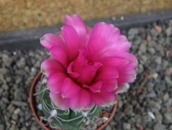 Gymnocalycium denudatum Jan Šuba, pot 5,5 cm - 12405260