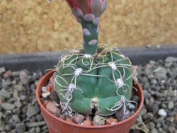 Gymnocalycium denudatum Jan Šuba, pot 5,5 cm - 12405261