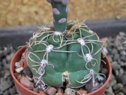 Gymnocalycium denudatum Jan Šuba, pot 5,5 cm - 12405262