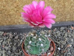Gymnocalycium denudatum Jan Šuba, pot 5,5 cm